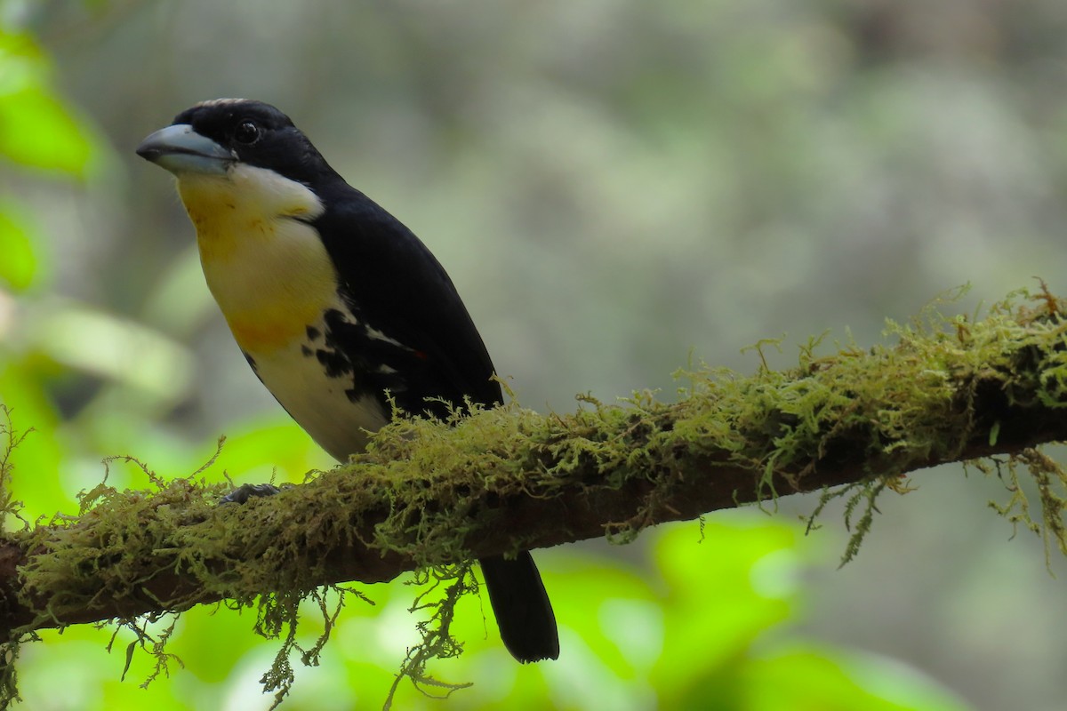 Spot-crowned Barbet - ML646818577