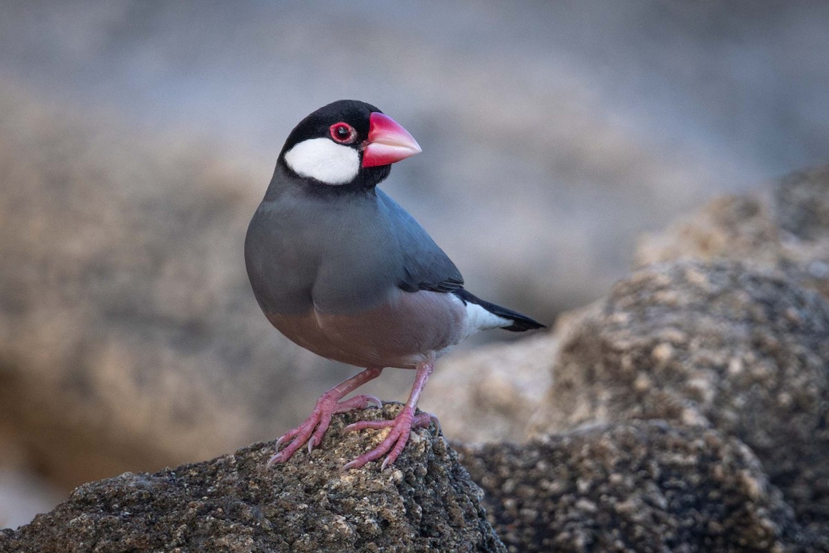 Java Sparrow - ML646818578