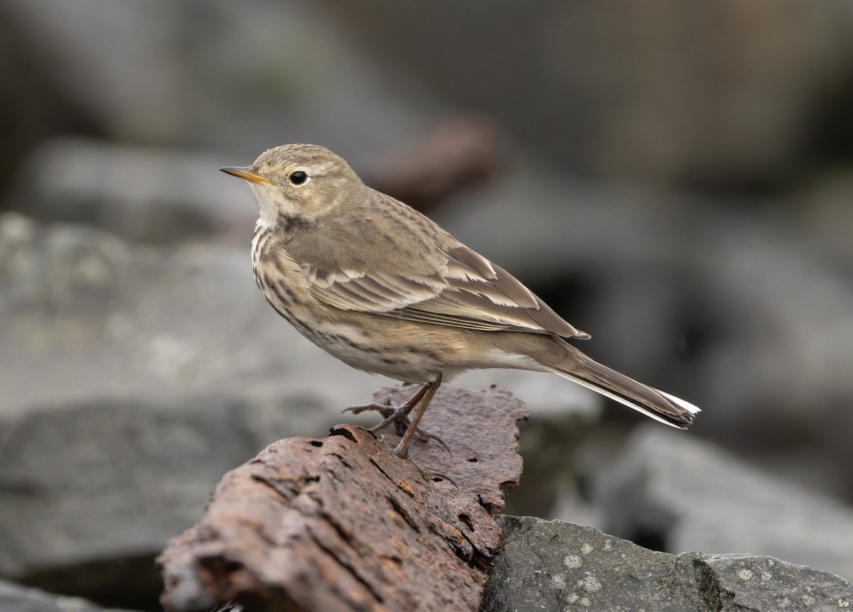 American Pipit - ML646818579