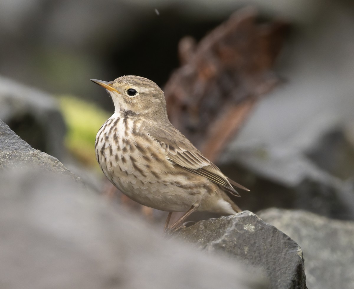 American Pipit - ML646818580