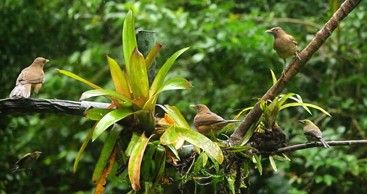 Merle fauve - ML646818581