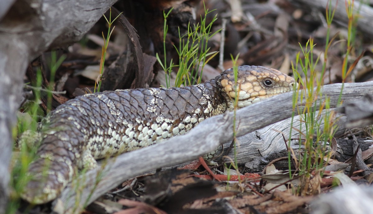 Southwestern Shingleback - ML646818583