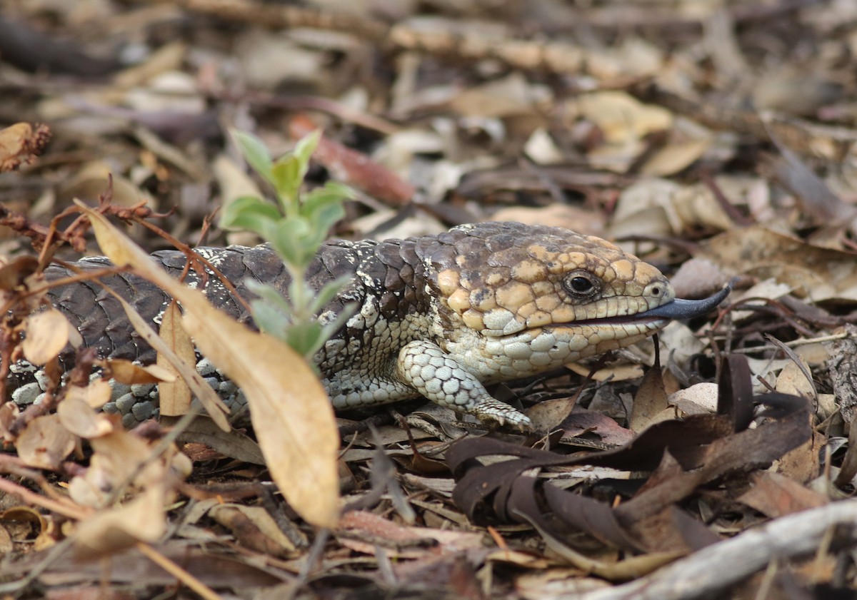 Southwestern Shingleback - ML646818584