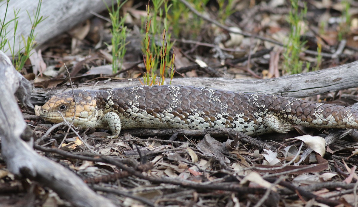 Southwestern Shingleback - ML646818585