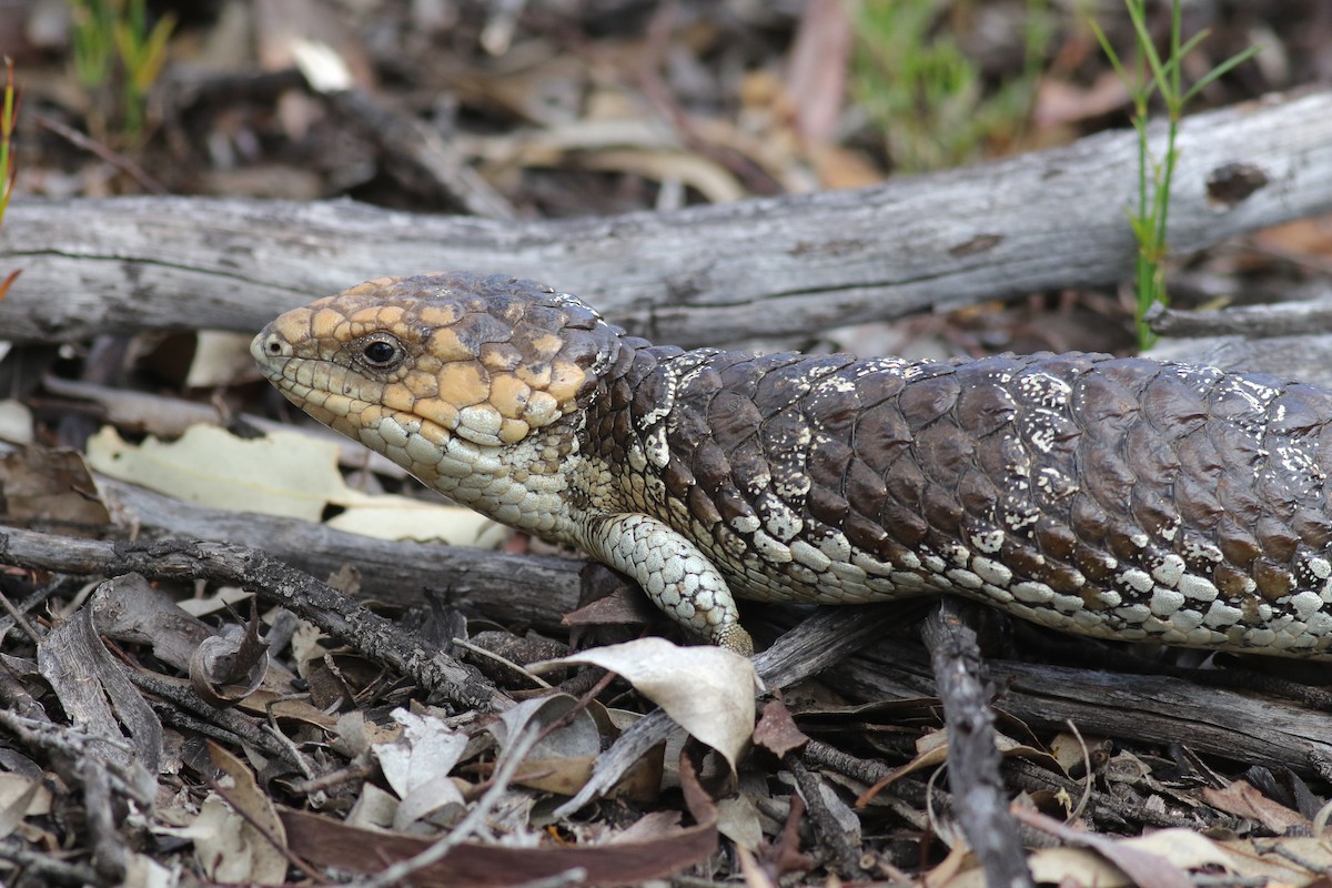 Southwestern Shingleback - ML646818586