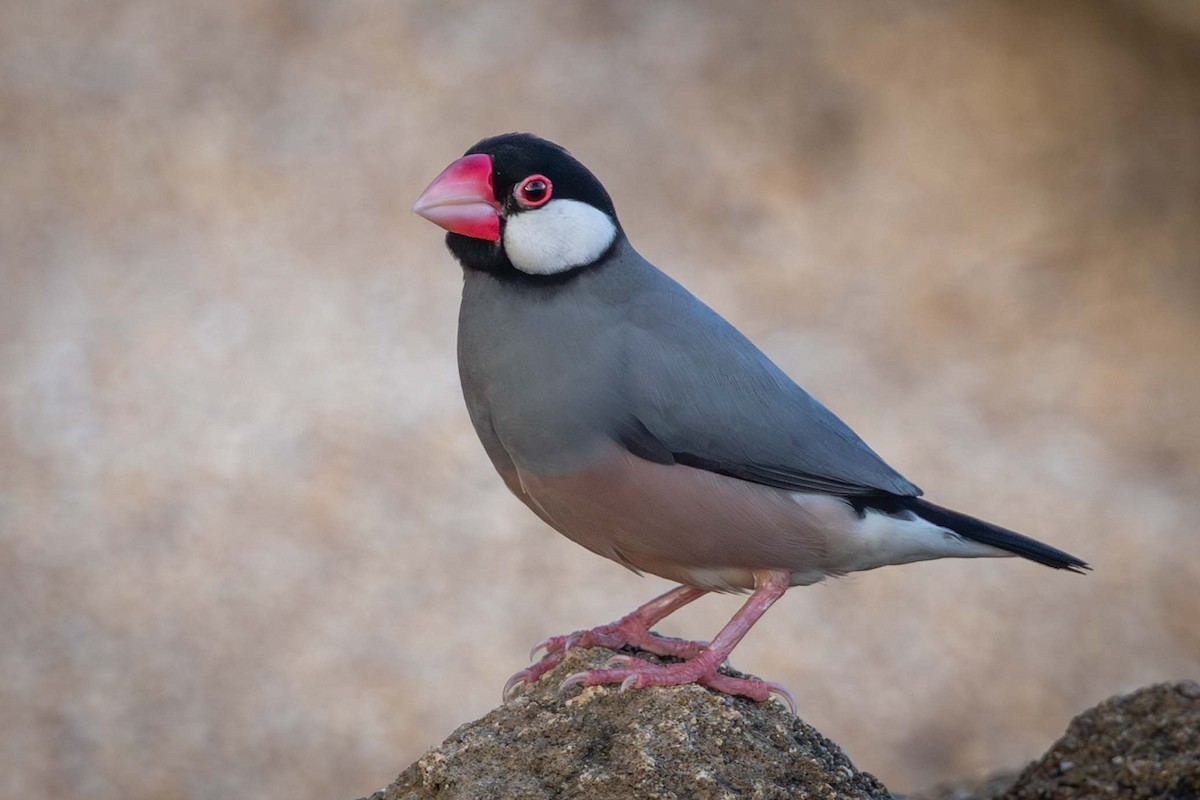Java Sparrow - ML646818587
