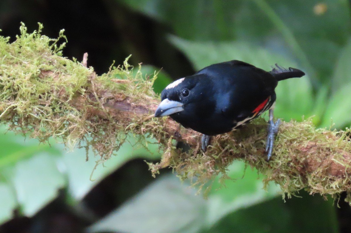 Spot-crowned Barbet - ML646818590