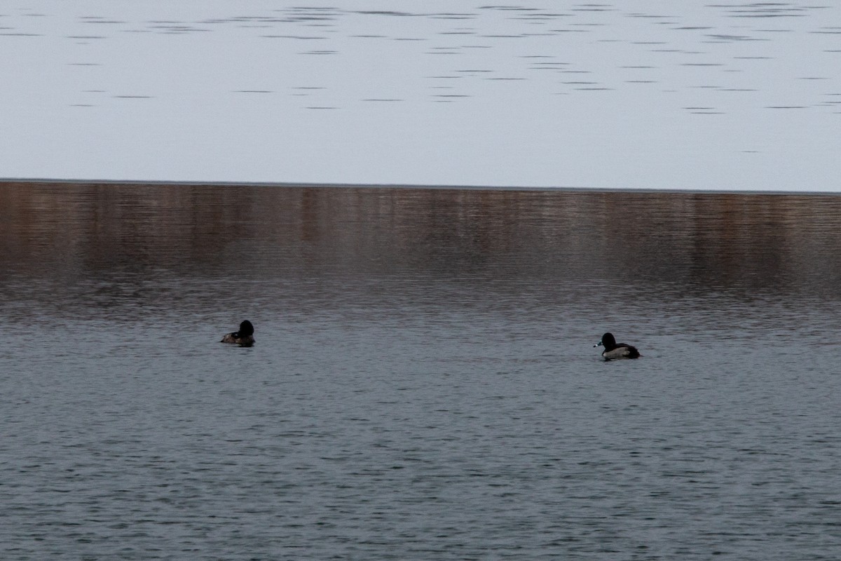 Ring-necked Duck - ML646818596