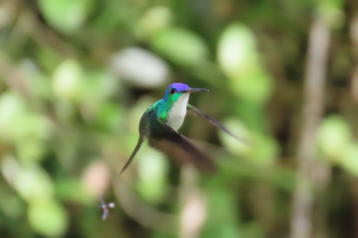 Andean Emerald - ML646818598