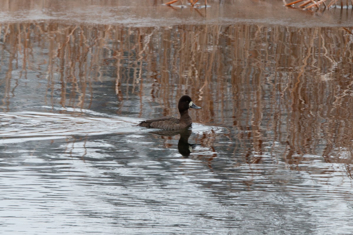 Lesser Scaup - ML646818602
