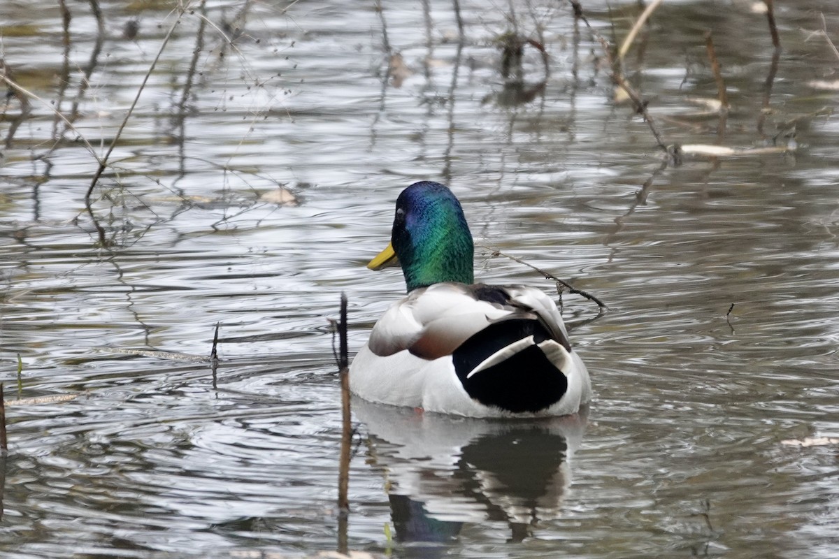 Mallard - ML646818604