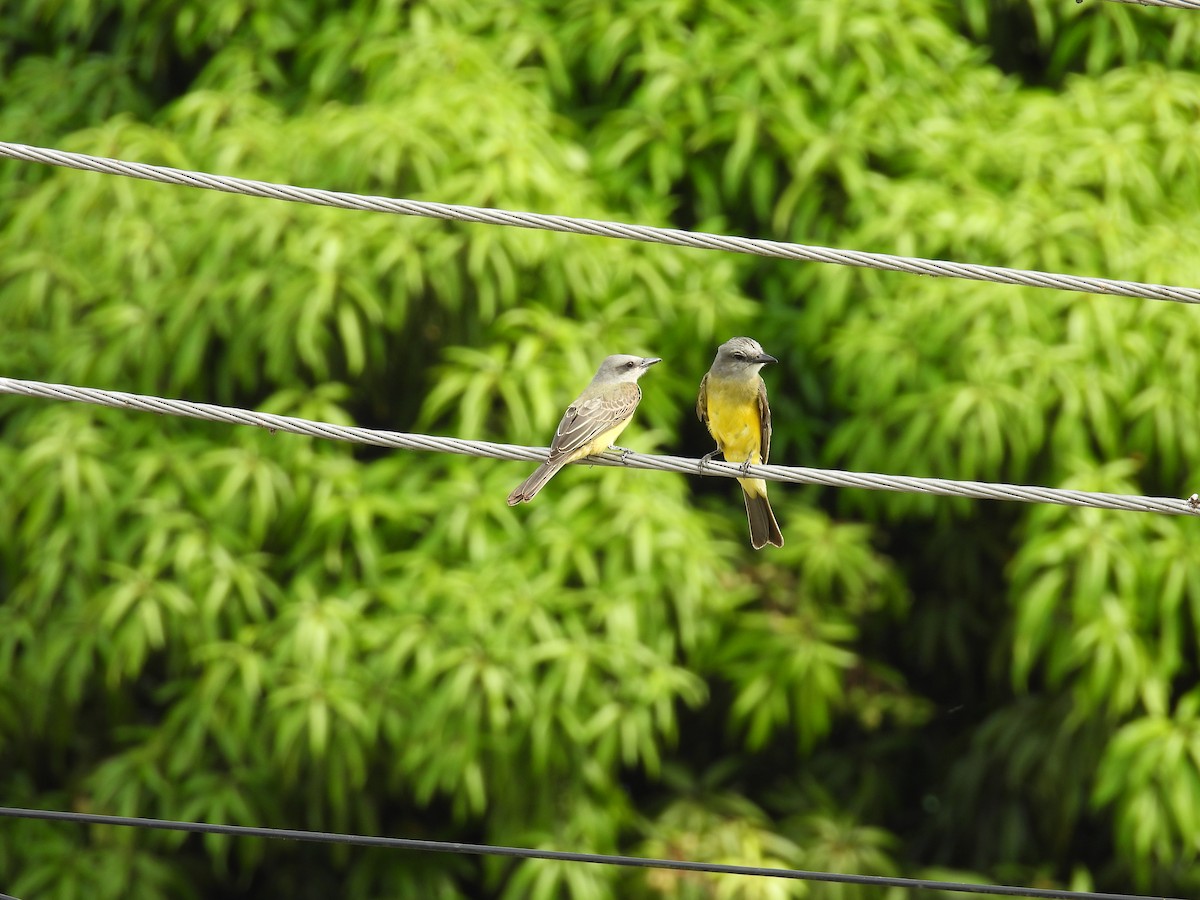 オリーブタイランチョウ - ML646818605