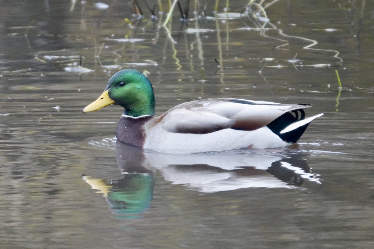 Mallard - ML646818606