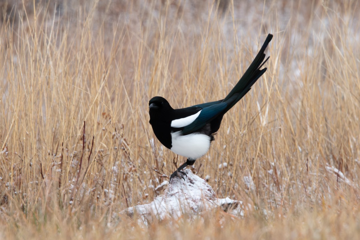 Black-billed Magpie - ML646818608