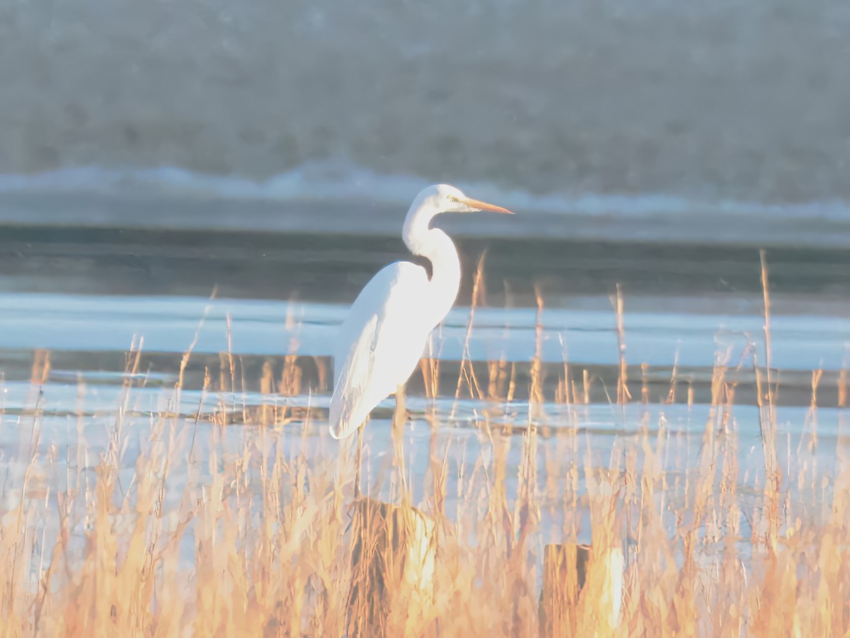 Büyük Ak Balıkçıl - ML646818609