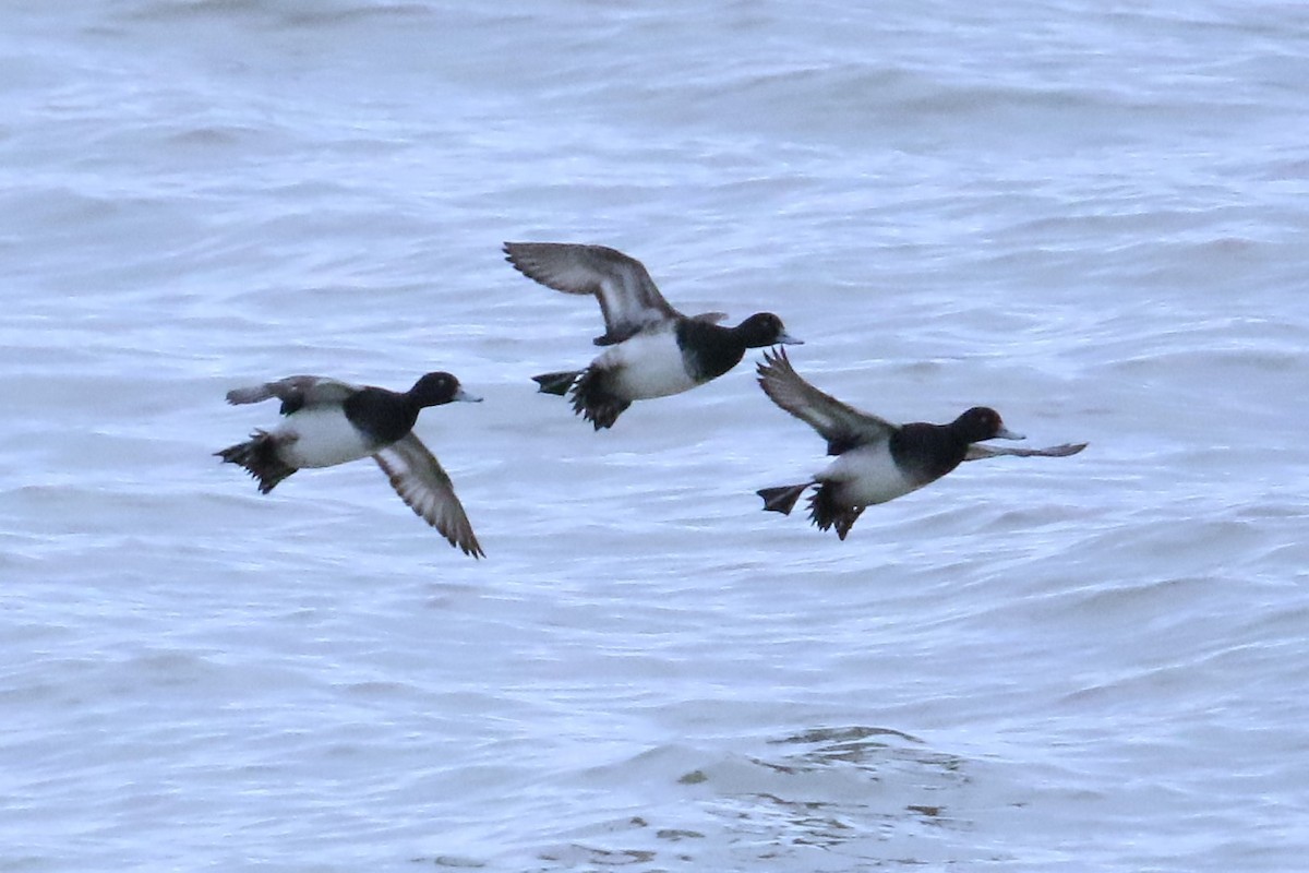צולל בינוני - ML646818610