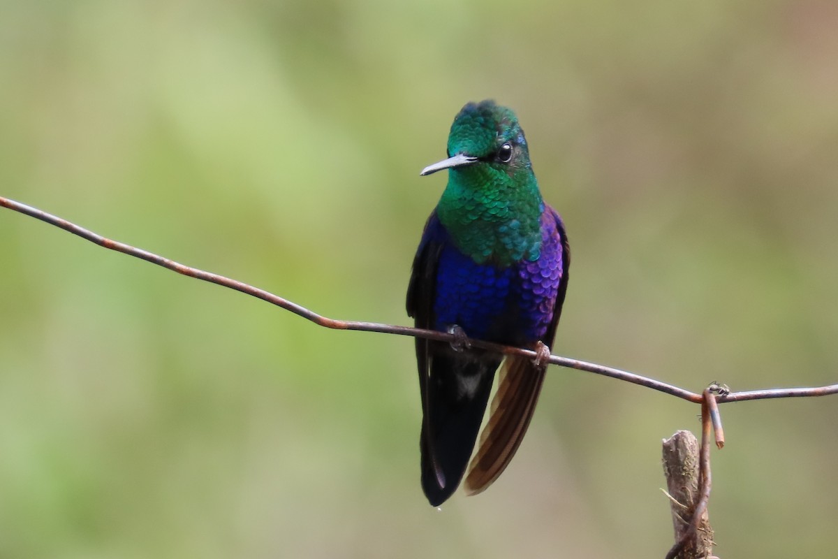 Crowned Woodnymph - ML646818614