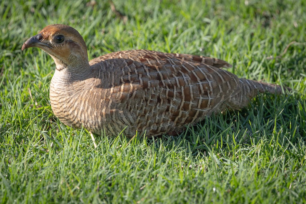 Gray Francolin - ML646818617