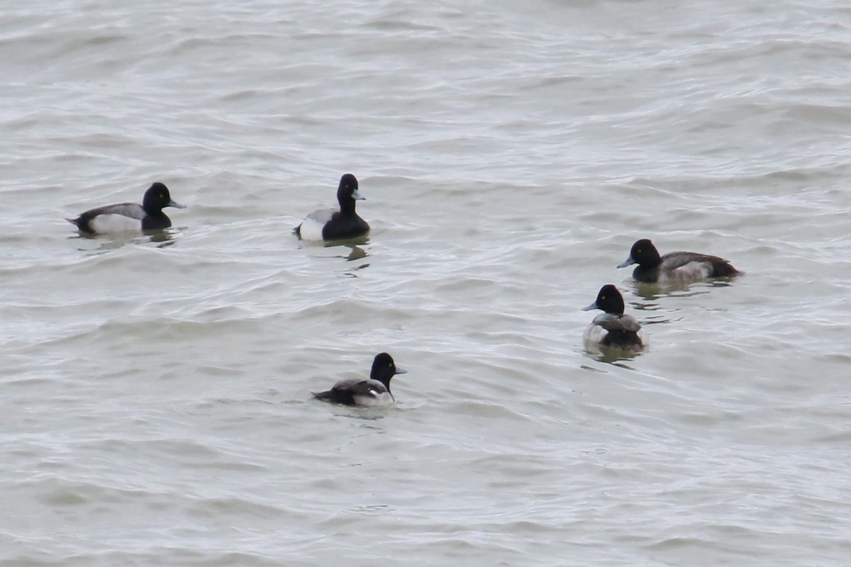צולל בינוני - ML646818618