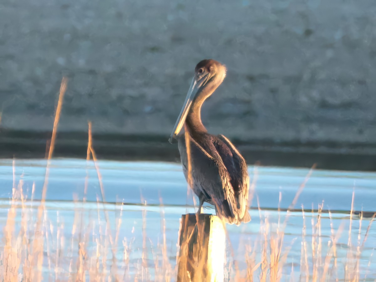 Kahverengi Pelikan - ML646818619