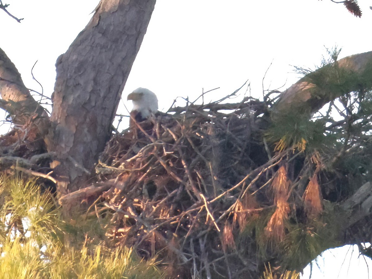 Ak Başlı Kartal - ML646818620