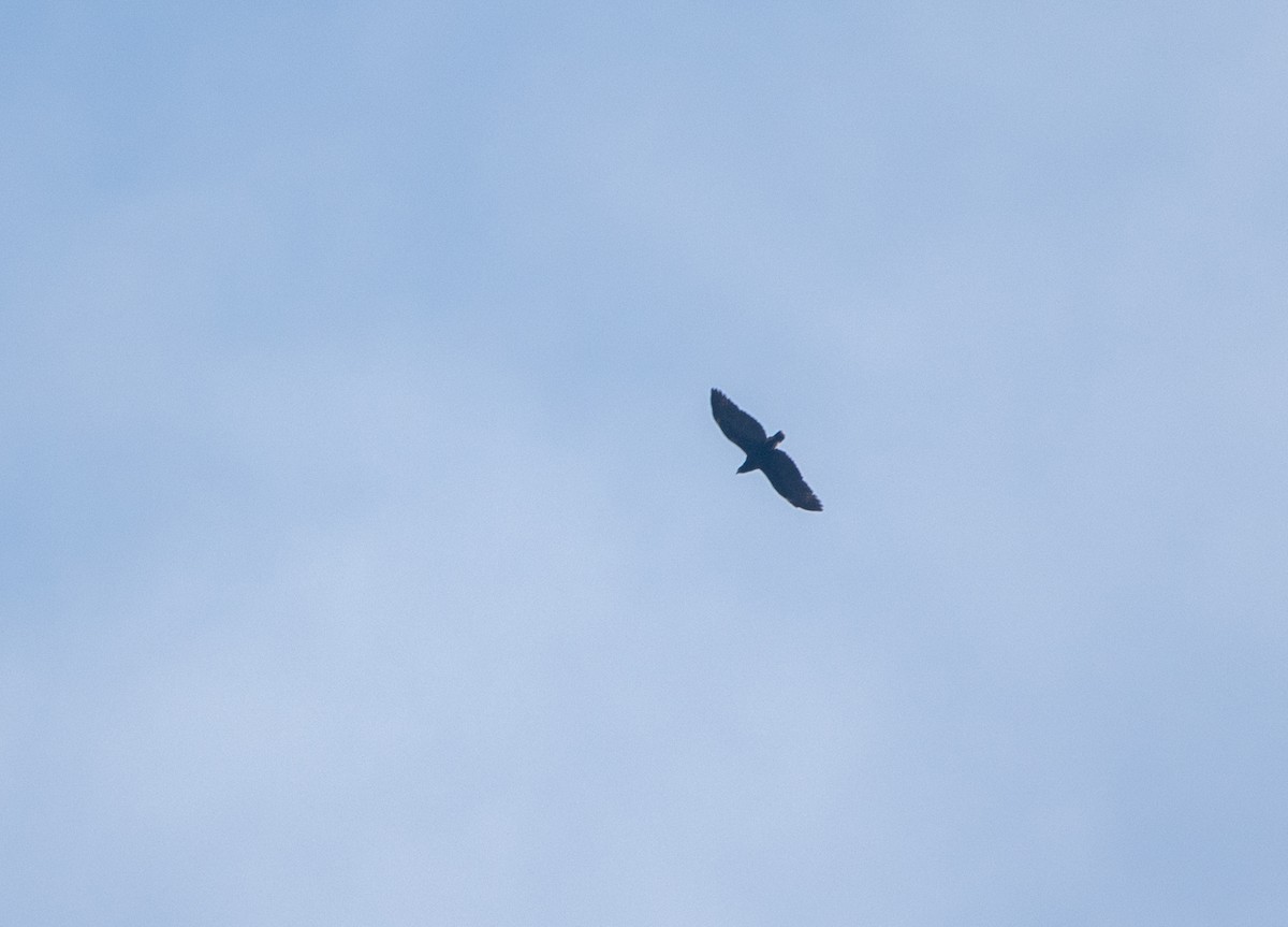 Great Black Hawk - ML646818621