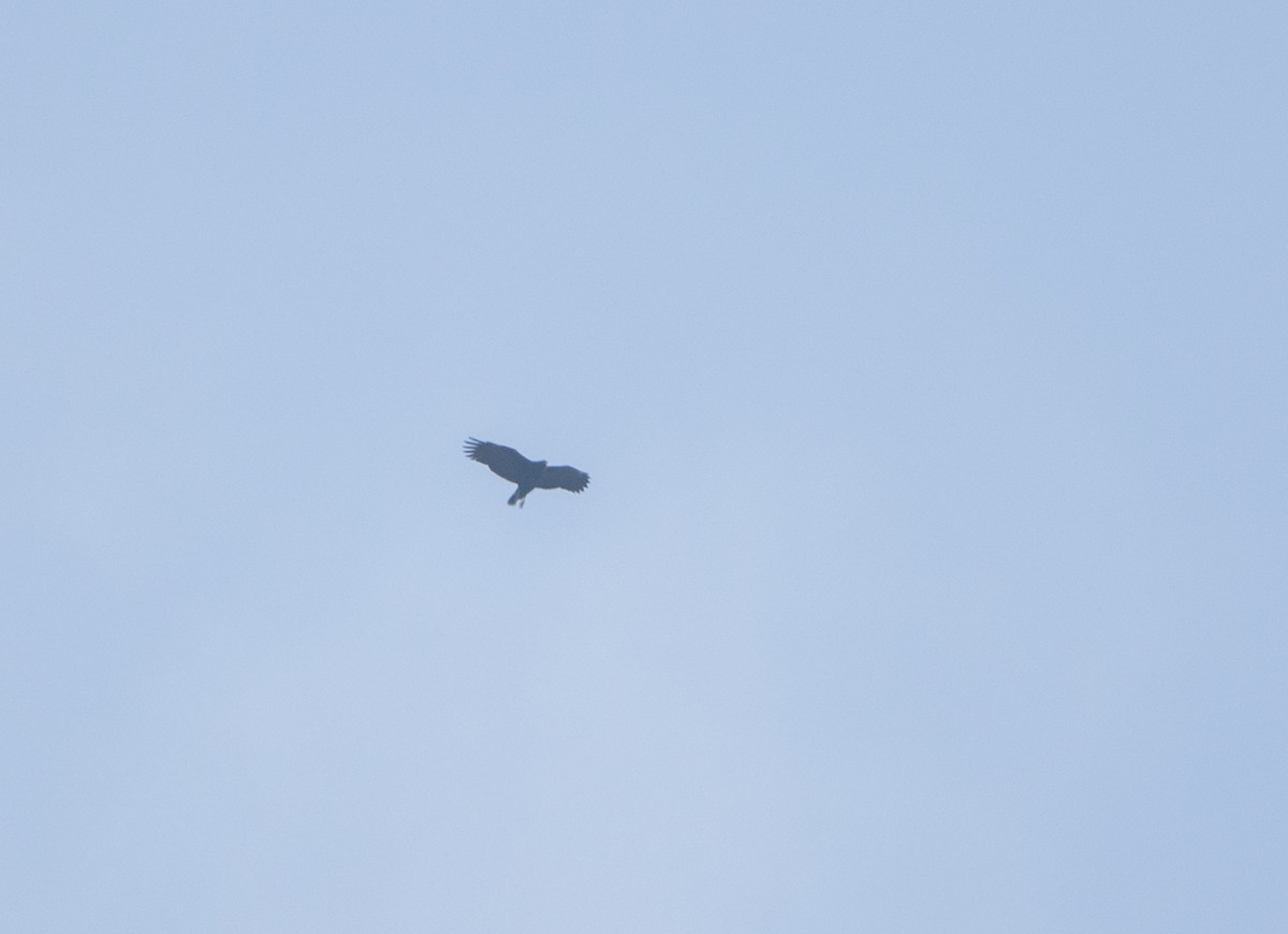 Great Black Hawk - ML646818622