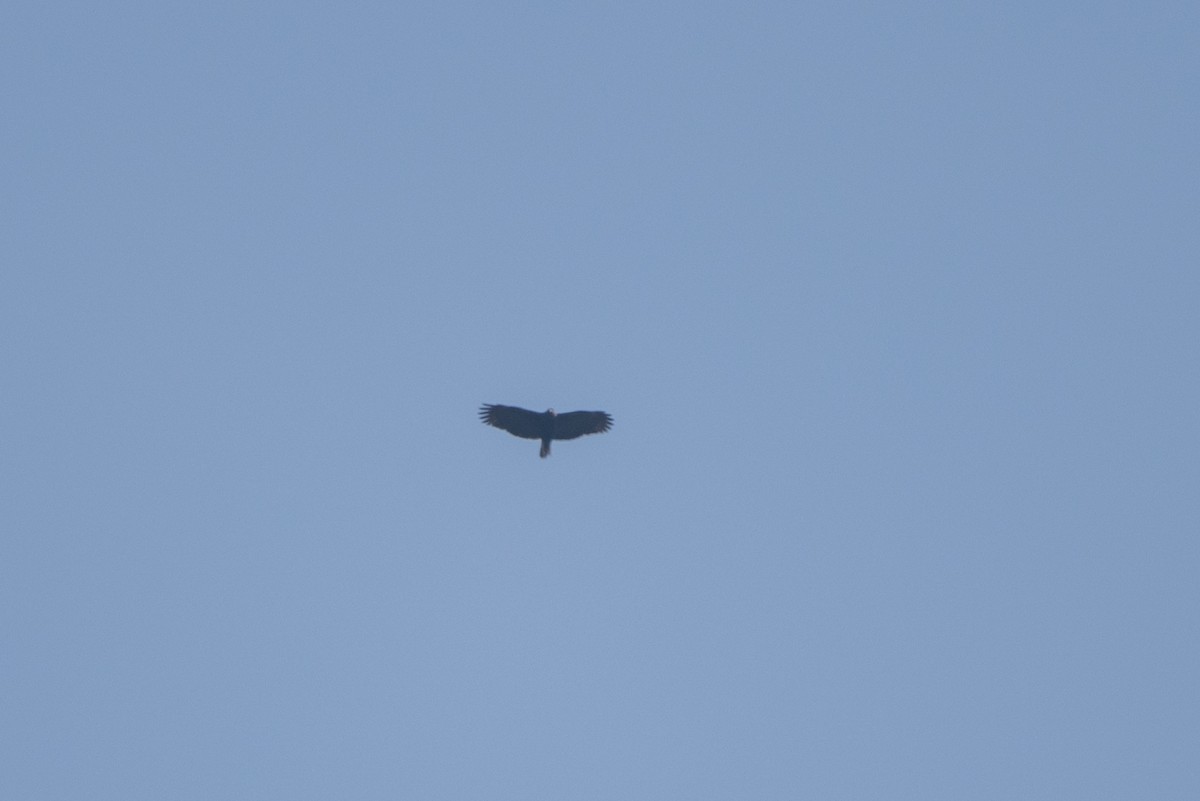 Great Black Hawk - ML646818623