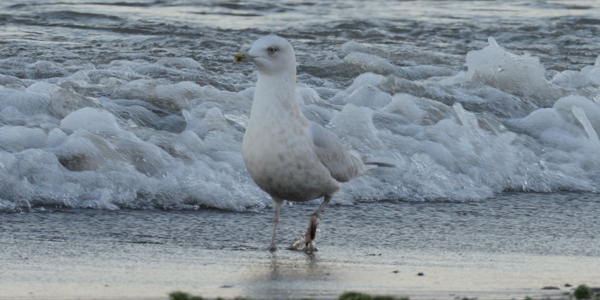 Kaio hegalzuria - ML646818624