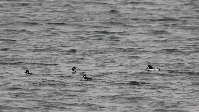 Bufflehead - ML646818625