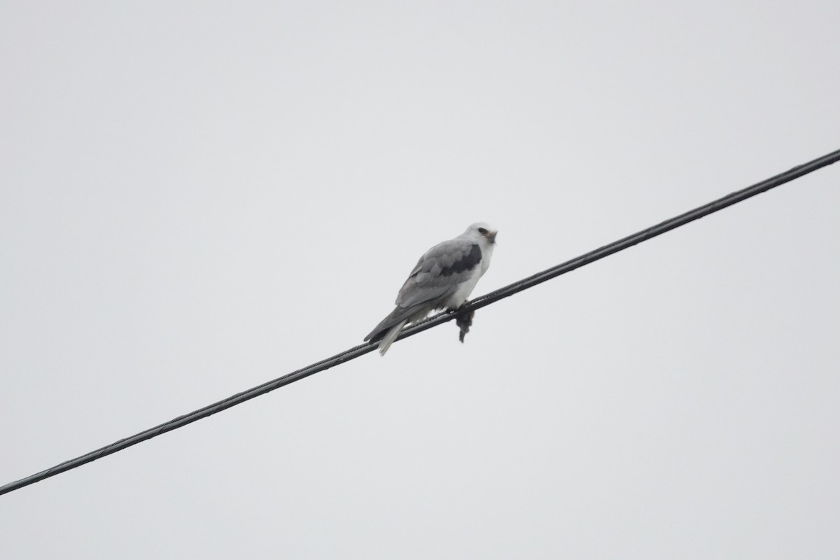 White-tailed Kite - ML646818628