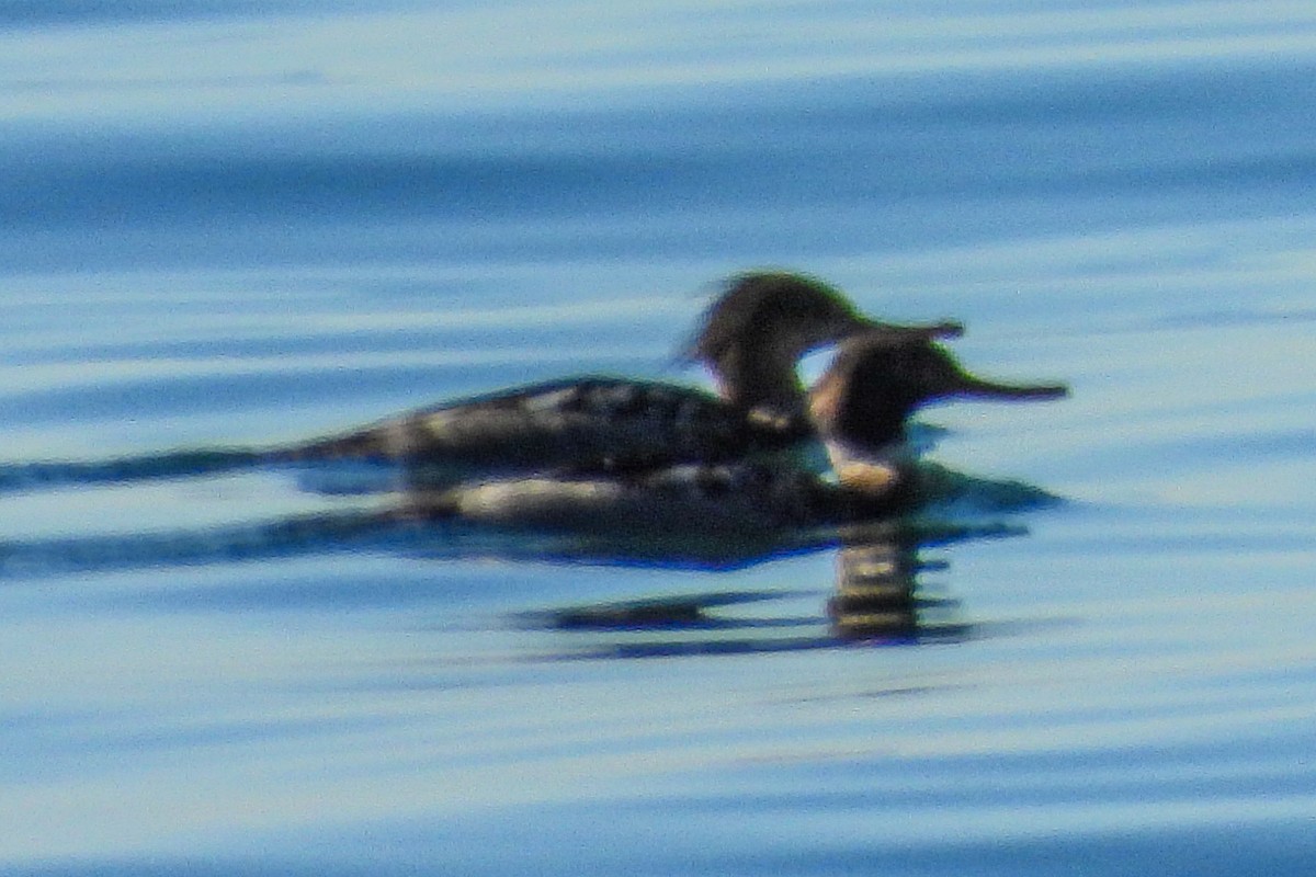 Serreta Mediana - ML646818629