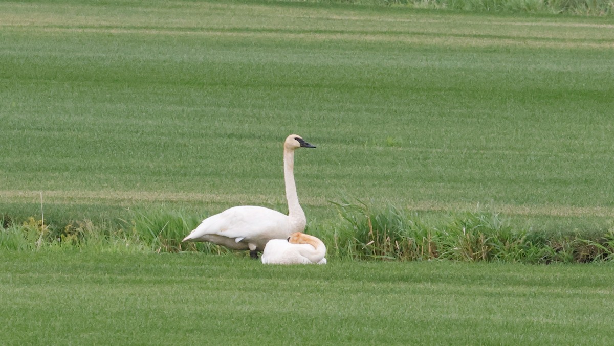 Borazancı Kuğu - ML646818630