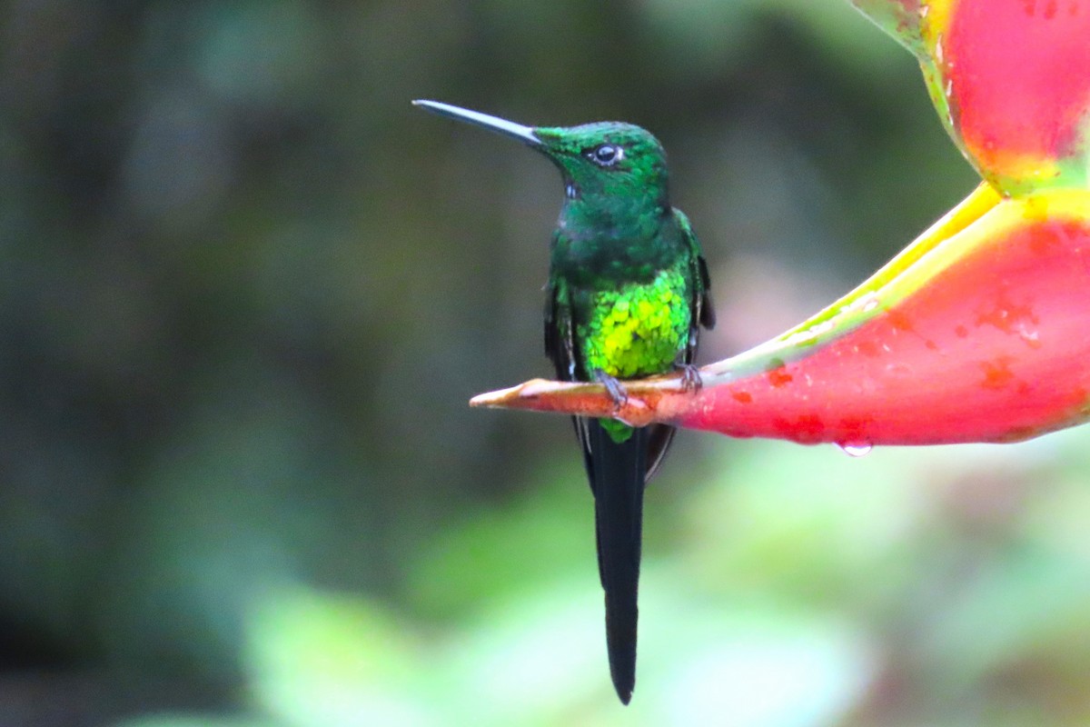 Empress Brilliant - ML646818631