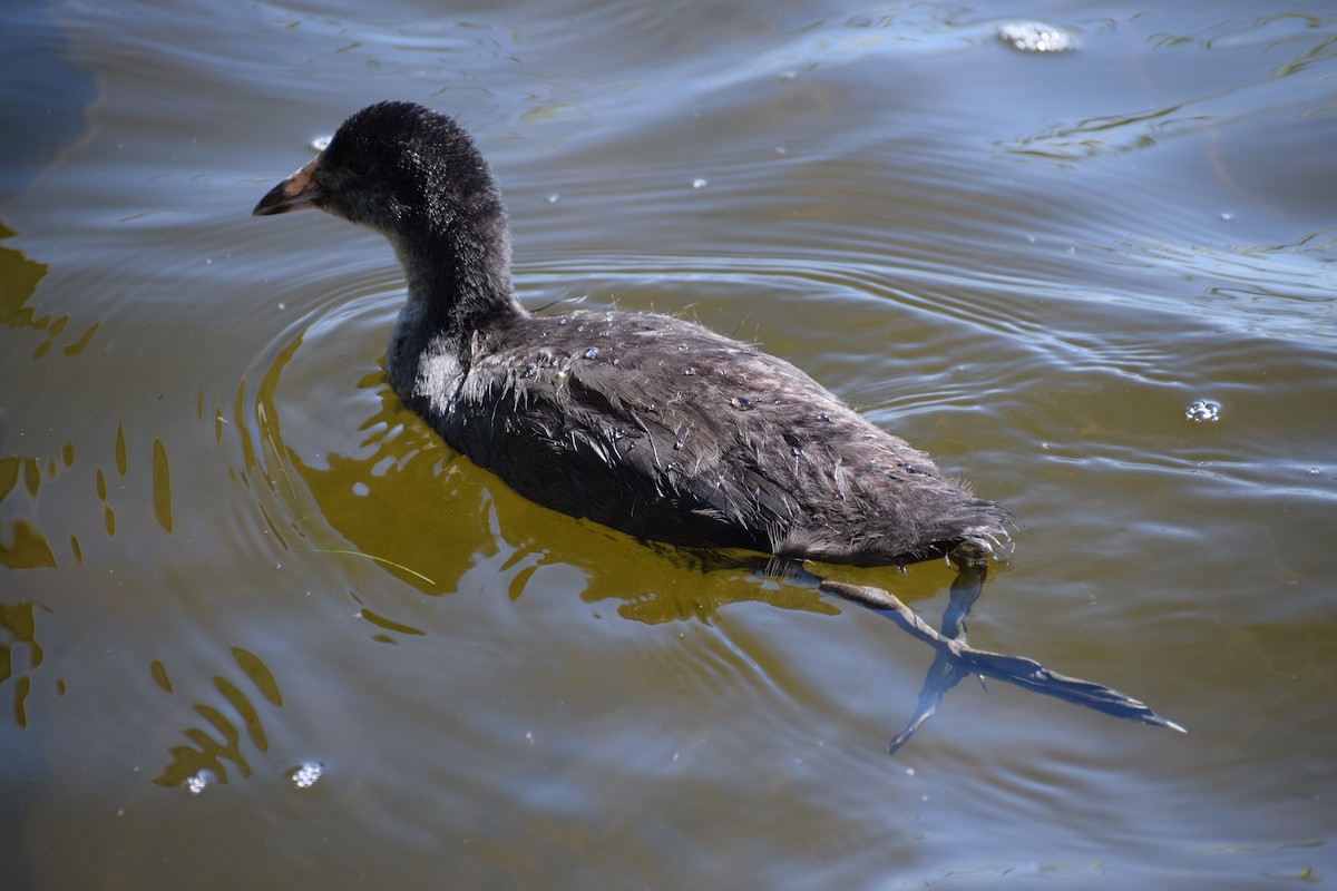 オオバン - ML646818632