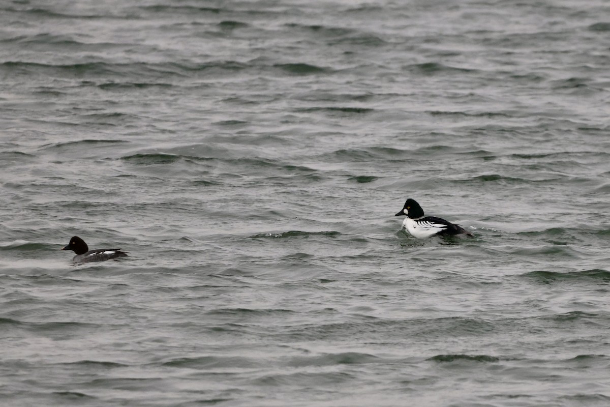 Common Goldeneye - ML646818633