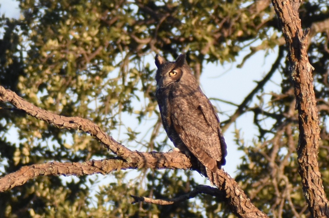 Great Horned Owl - ML646818634