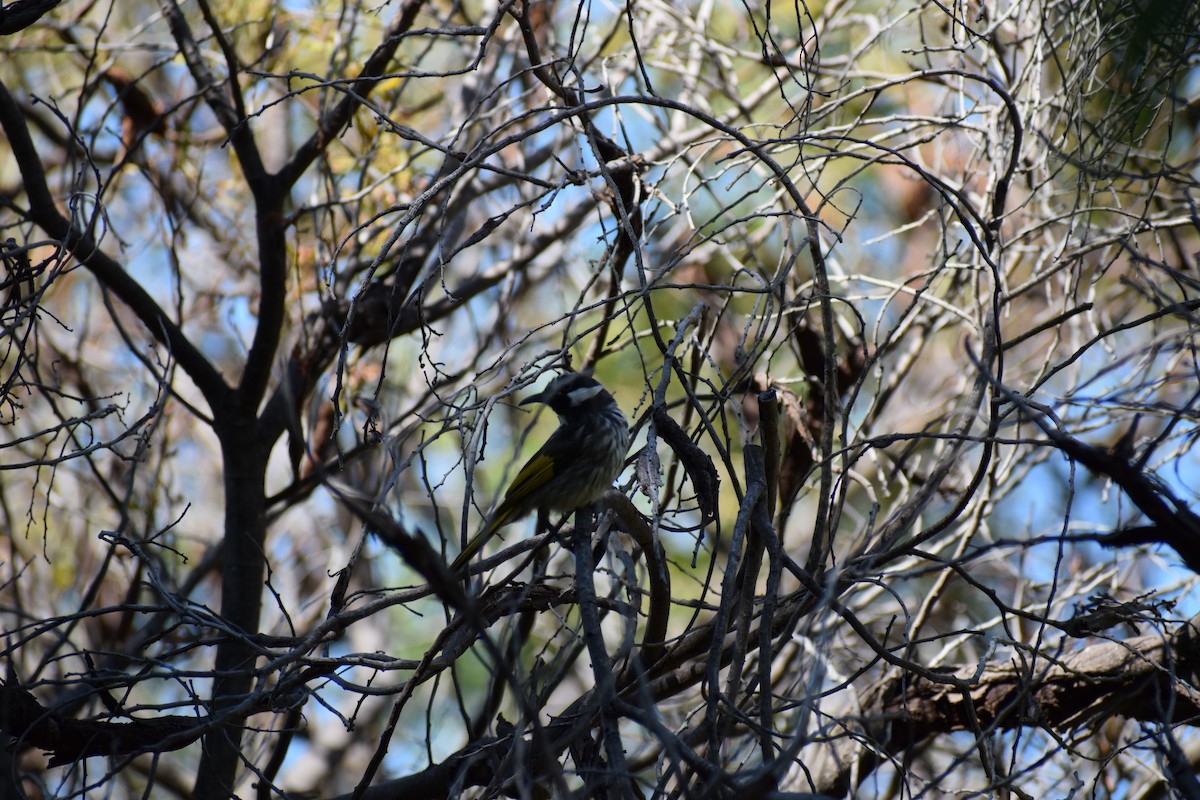 ウタイミツスイ - ML646818637