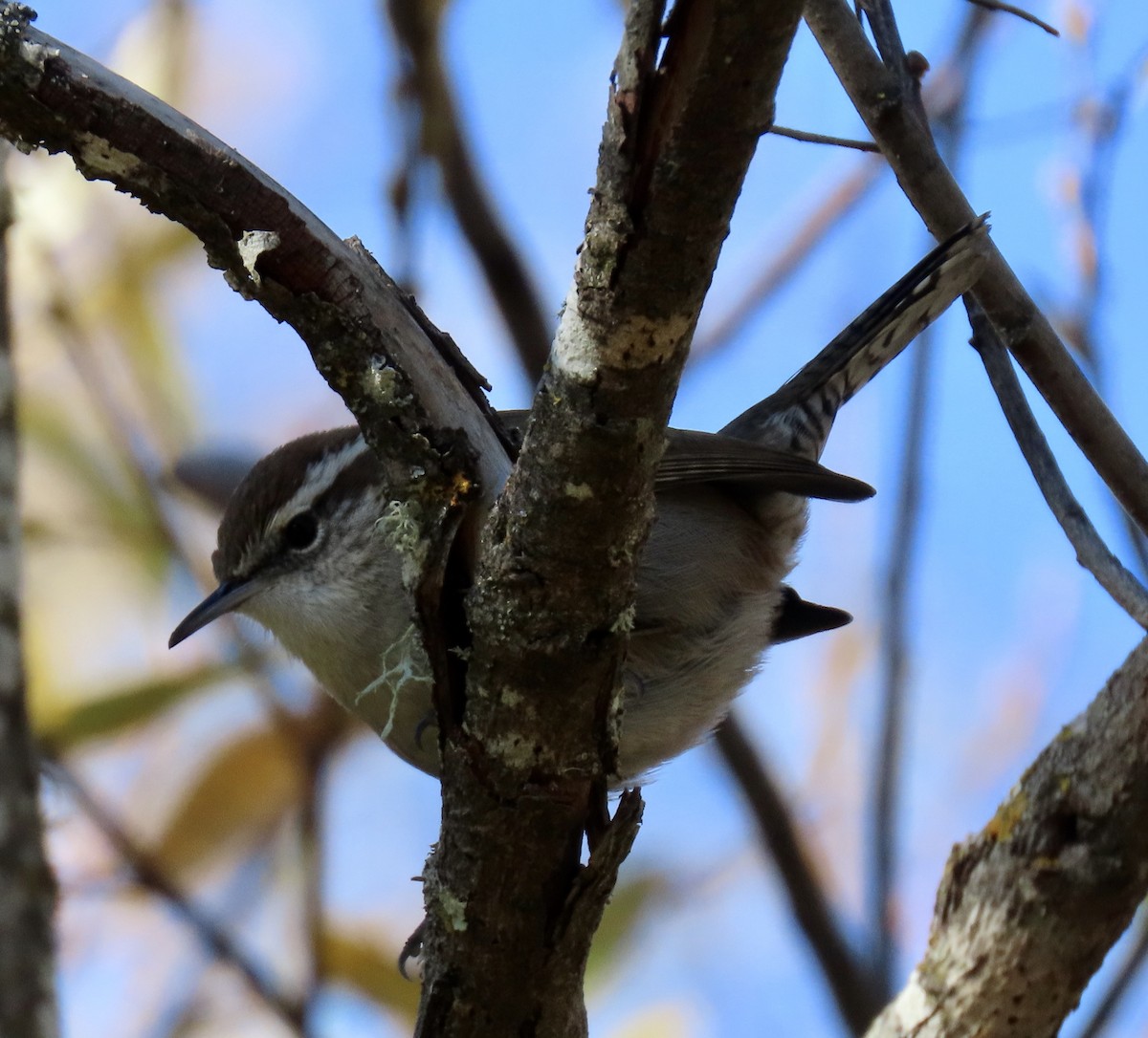 シロハラミソサザイ - ML646818638