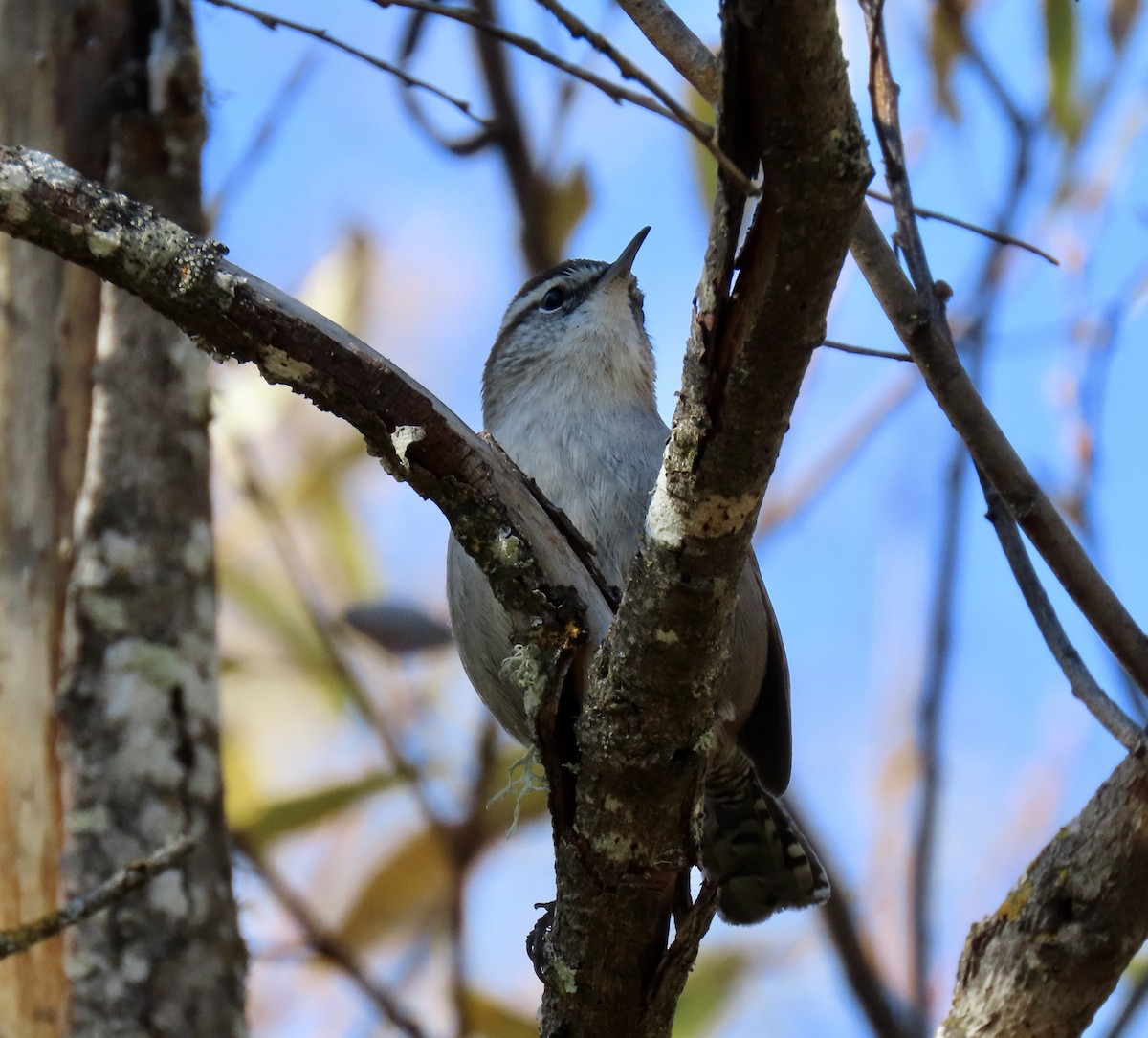 シロハラミソサザイ - ML646818639