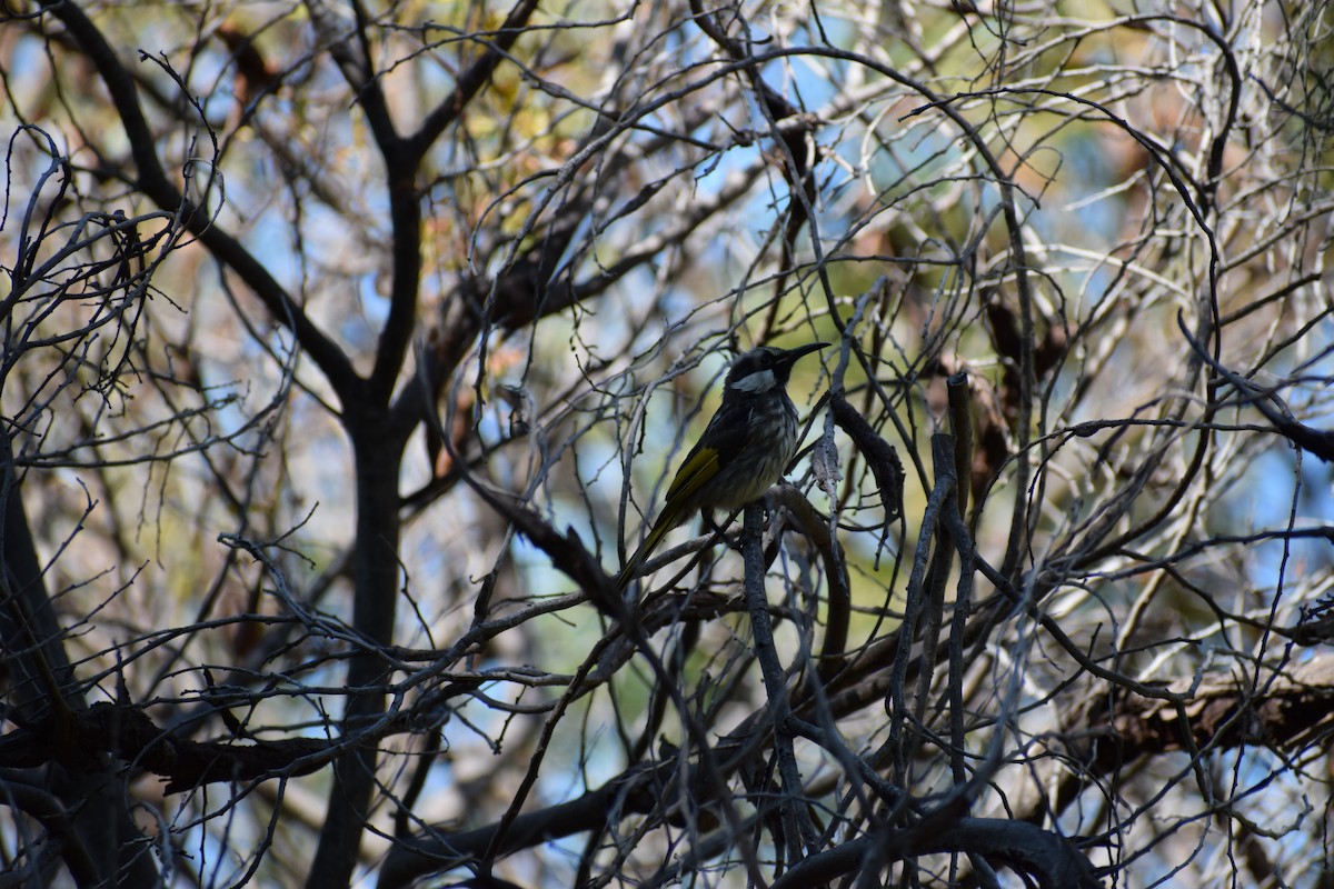 ウタイミツスイ - ML646818640