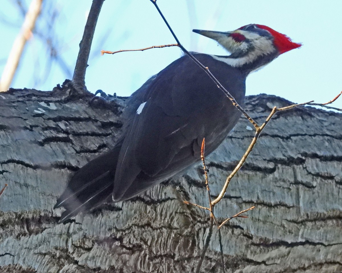 Pileated Woodpecker - ML646818641