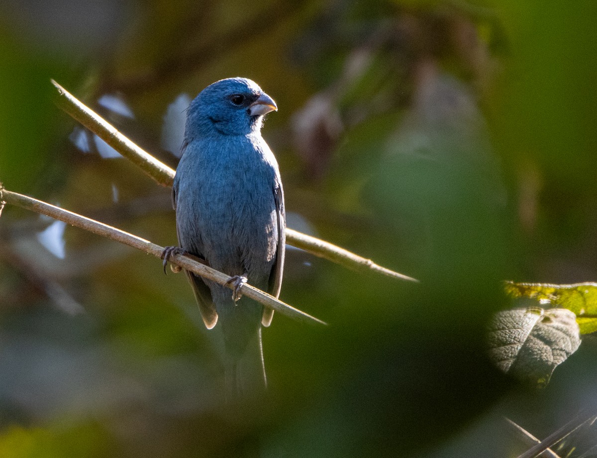 コシアカクロルリノジコ - ML646818642