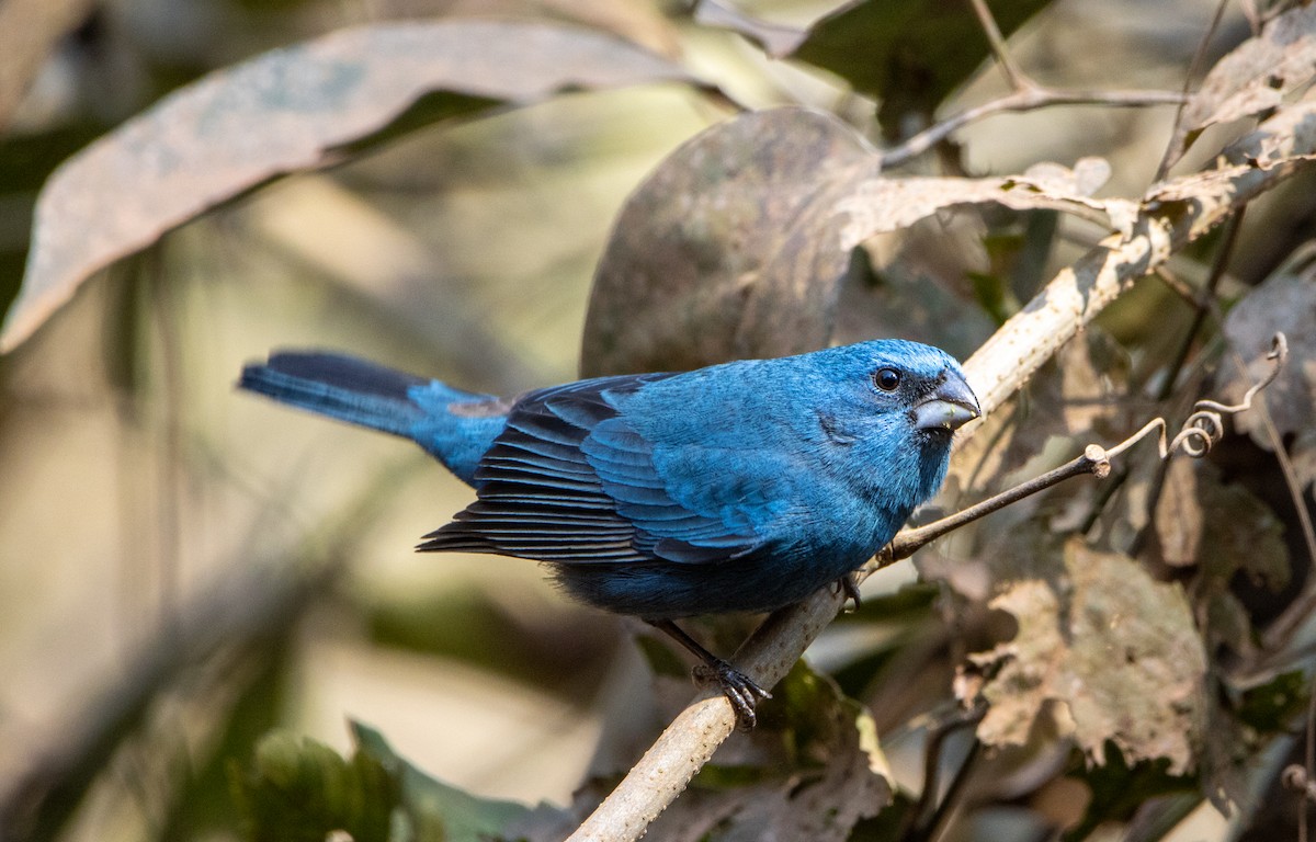 コシアカクロルリノジコ - ML646818643