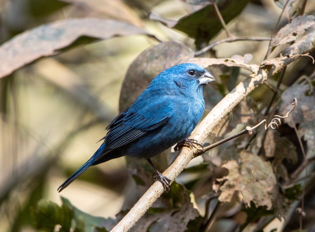 コシアカクロルリノジコ - ML646818644