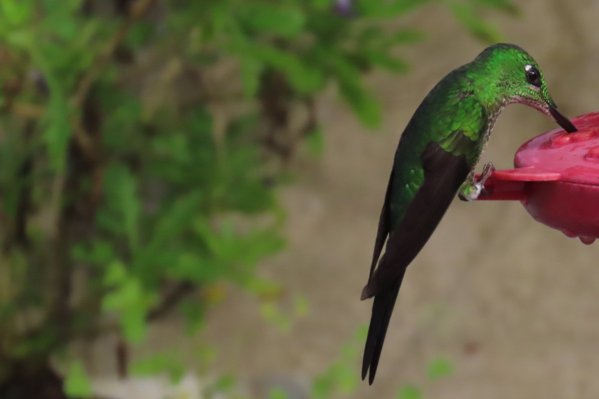 Empress Brilliant - ML646818645