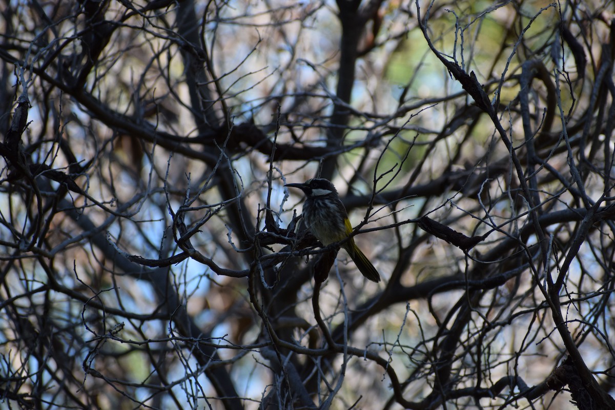 ウタイミツスイ - ML646818646