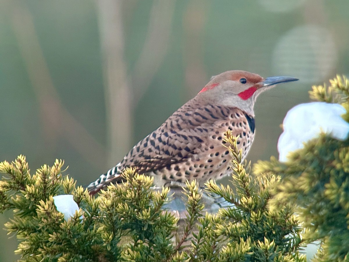 datel zlatý (ssp. luteus x cafer) - ML646818650