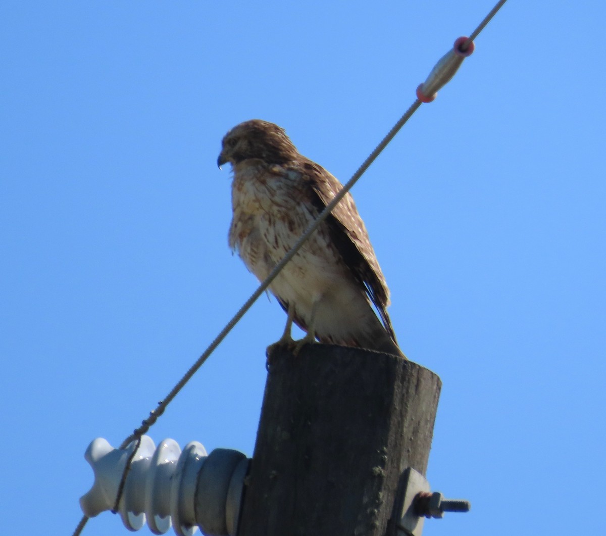 カタアカノスリ - ML646818651