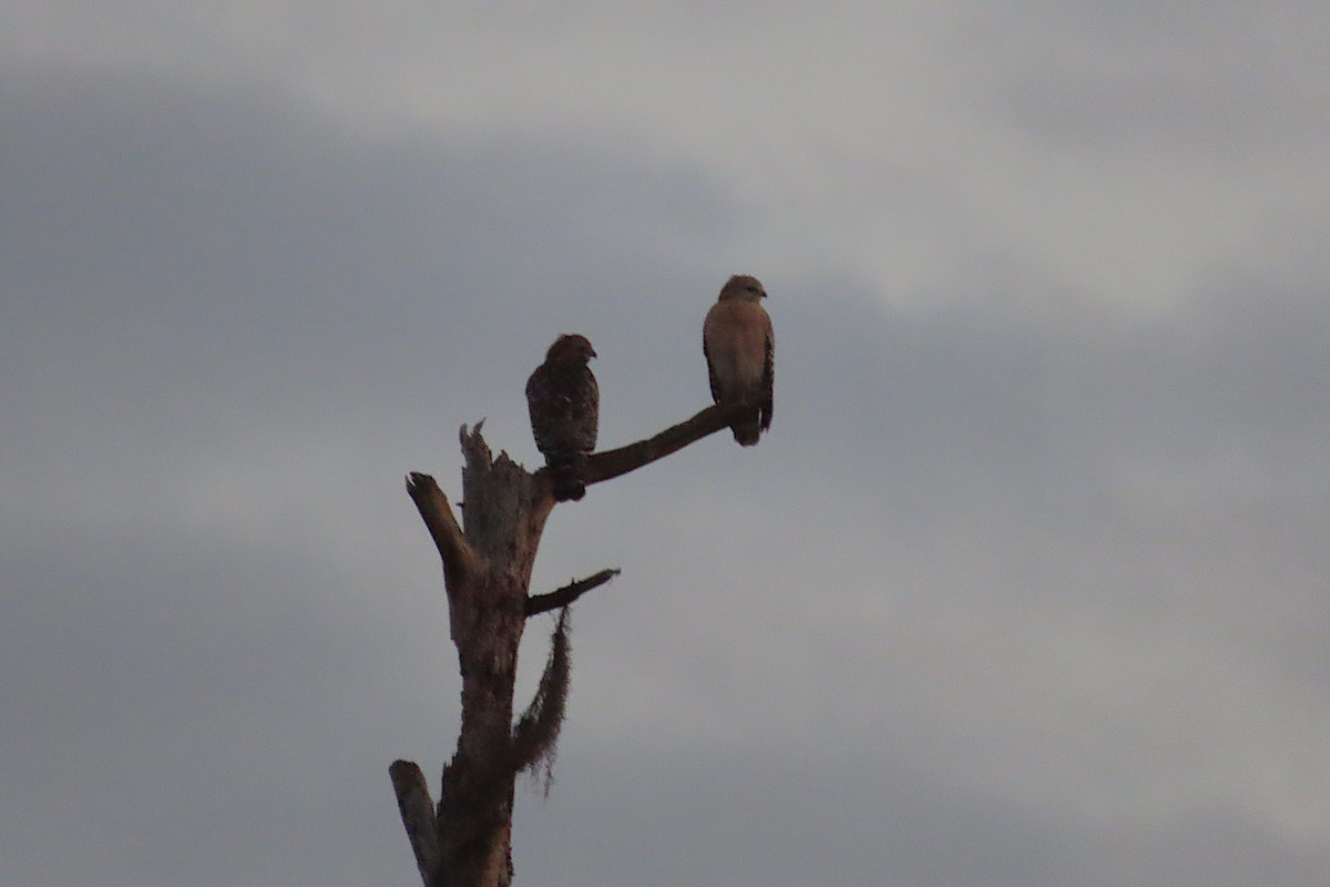 カタアカノスリ - ML646818652